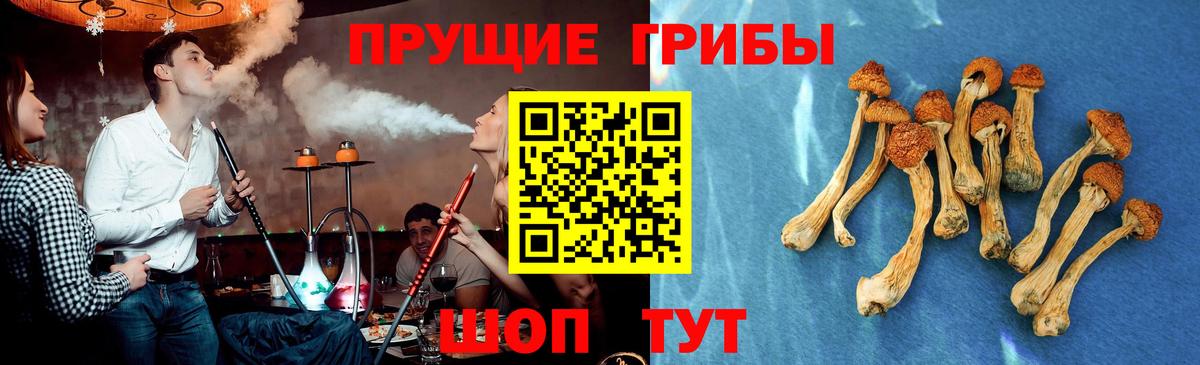 Псилоцибиновые грибы GOLDEN TEACHER Лесной